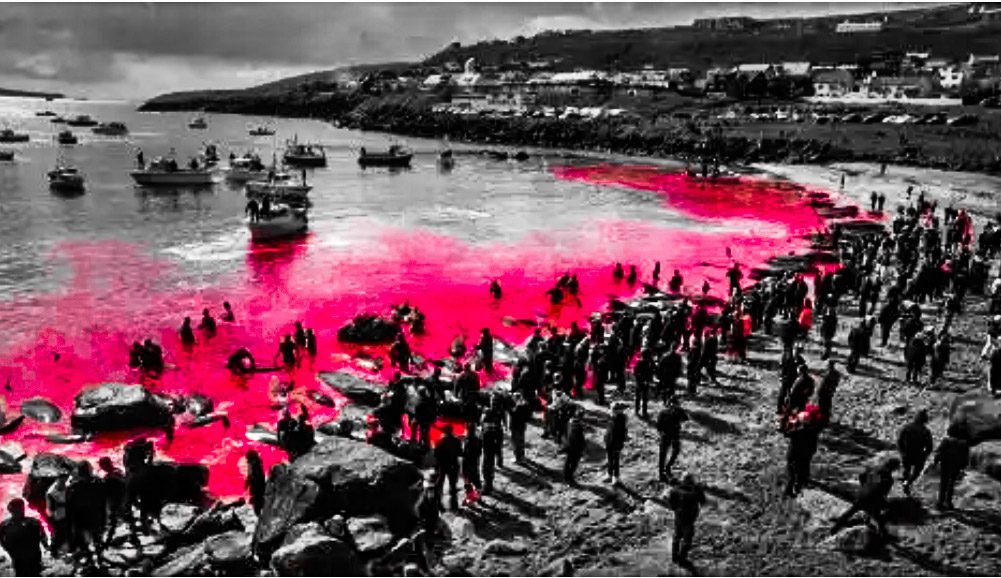 The Torshaven Bay of blood