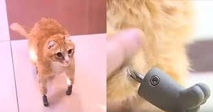 Frostbitten Cat Becomes First in the World to Receive Four Titanium Paws