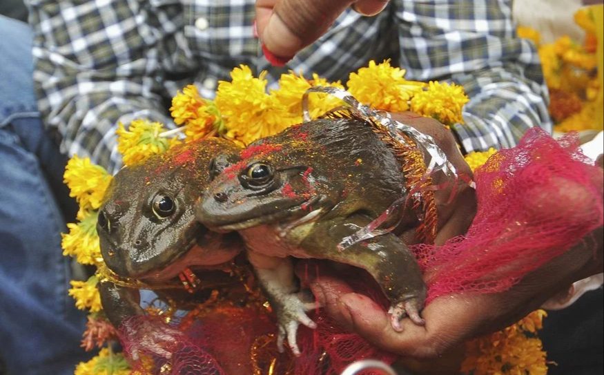shambhala sitting still like a frog shambhala sitting still like a frog