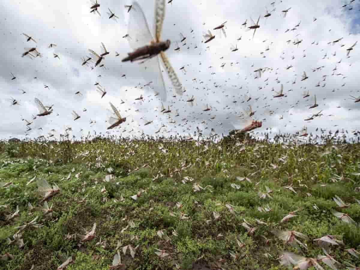 Swarm of Locusts Sweeps North and West parts of India