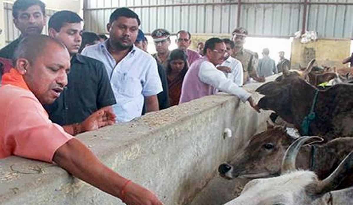 UP Cow Shelter Scam