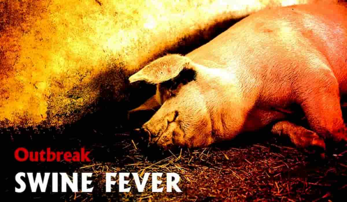 African Swine Fever