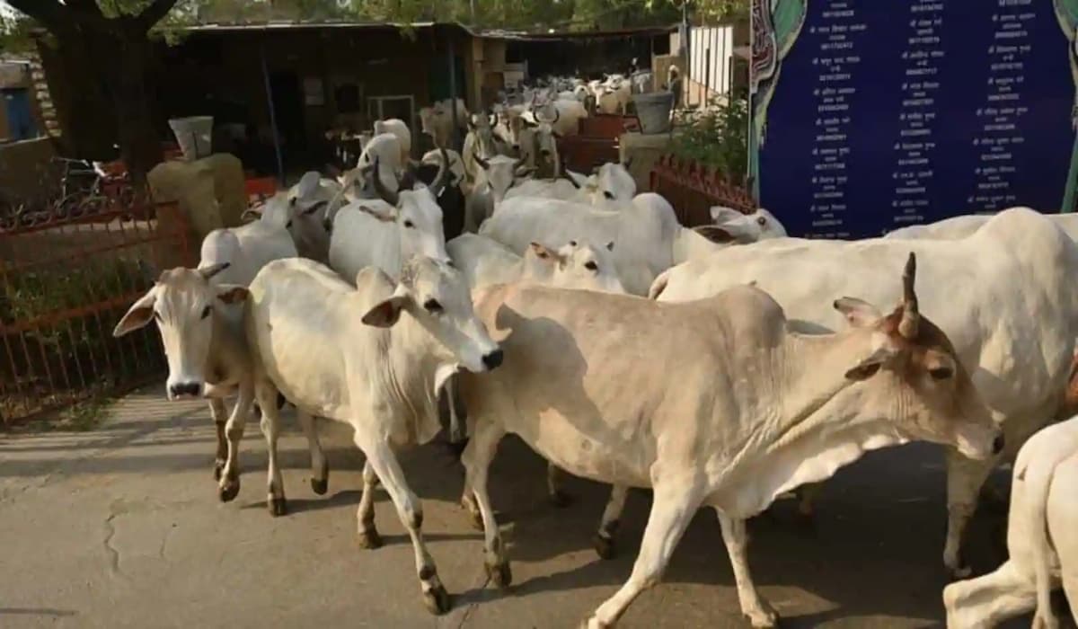 BJP Youth Leader caught in cow smuggling