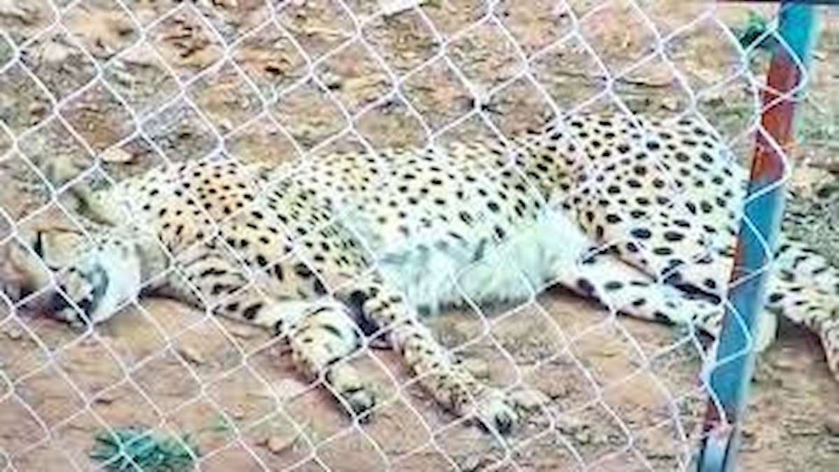 More Cheetah May Die in Kuno, Warns South African Expert